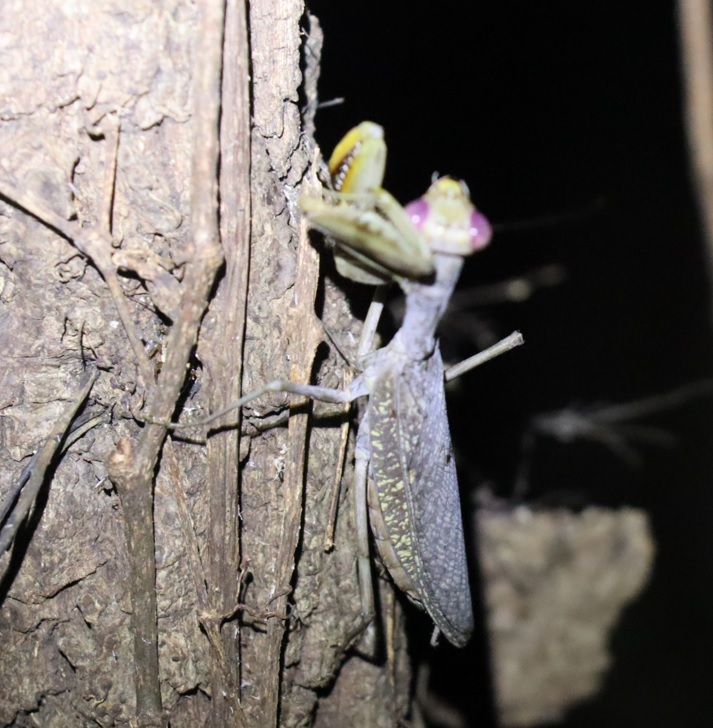 レッドアイ＆グレーボディのハラビロカマキリ （７）_クヌギ-ほったらかしの森_2023年10月3日18時50分気温22.7度